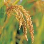 agriculturea
